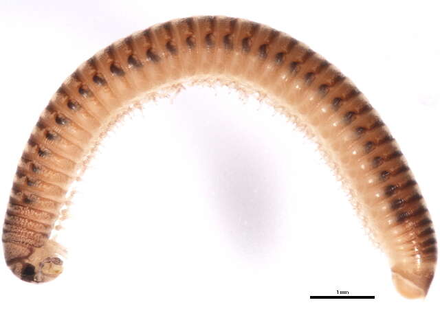 Imagem de Cylindroiulus latestriatus (Curtis 1845)