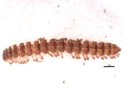 Image of Polydesmoidea