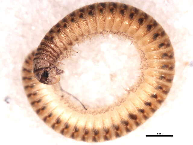 Image of Blunt-tailed Snake Millipede