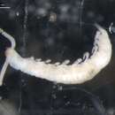 Image of Scolopendrellidae Newport 1844