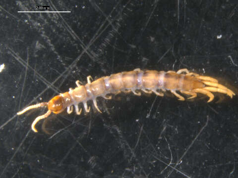 Image of Lithobius subgen. Sigibius Chamberlin 1913