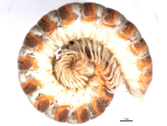 Image of Polydesmoidea
