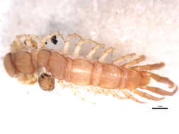 Image of myriapods