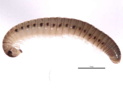 Image of Juloidea