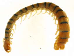 Image of Scolopendridae Leach 1814