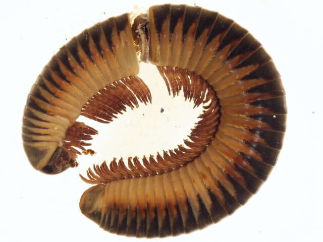Image of Spirobolidae