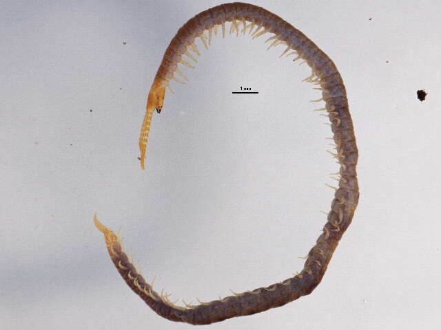 Image of Schendylidae Cook 1896