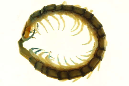Image of Scolopendridae Leach 1814