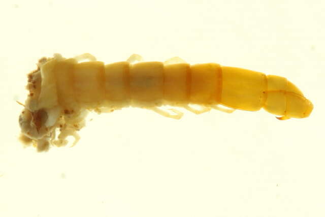 Image of Plutoniumidae