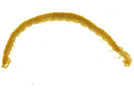 Image of Cryptopidae Kohlrausch 1881
