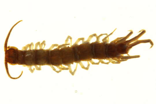 Image of Common centipede