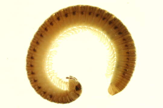 Image of Juloidea