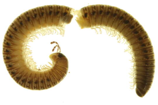 Image of Juloidea