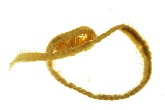 Image of Geophilidae