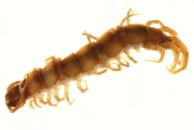 Image of garden centipedes