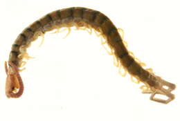 Image of Bark Centipedes
