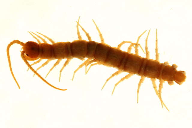 Image of Stone Centipedes