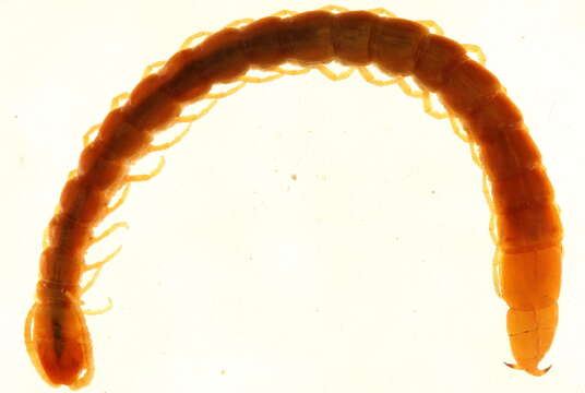 Image of Bark Centipedes