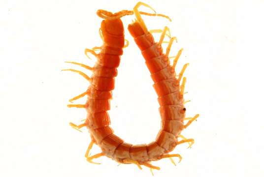 Image of Bark Centipedes