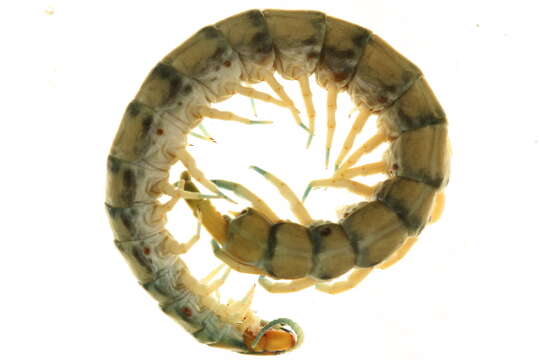 Image of Bark Centipedes