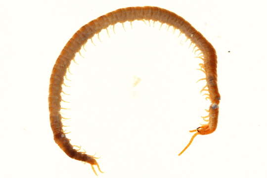 Image of earth centipedes