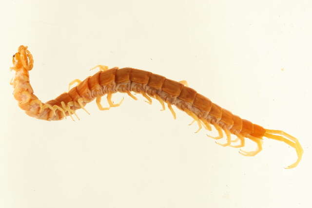 Image of Scolopocryptopidae Pocock 1896