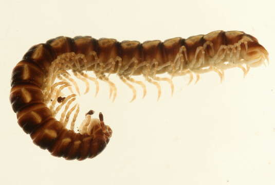 Image of Flat-backed Millipedes