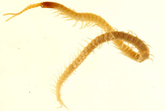 Image of earth centipedes