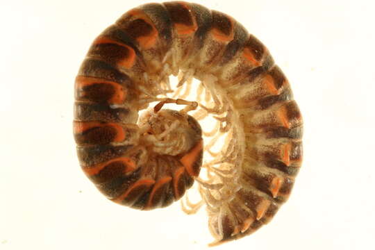 Image of Flat-backed Millipedes