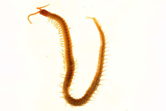 Image of earth centipedes