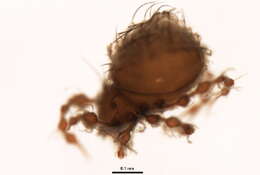 Image of Damaeus floccosus (Behan-Pelletier & Norton 1985)