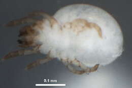 Image of Liacarus subgen. Dorycranosus Woolley 1969
