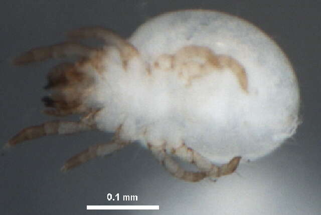 Image of Liacarus subgen. Dorycranosus Woolley 1969