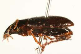 Image of Calathus (Neocalathus) ingratus Dejean 1828