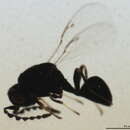 Image of Tenuipetiolus ruber Bugbee 1951