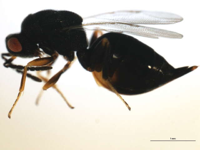 Слика од Eurytoma discordans Bugbee 1951