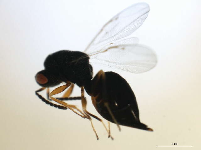 Image of Eurytoma discordans Bugbee 1951
