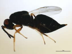 Image of Eurytoma discordans Bugbee 1951