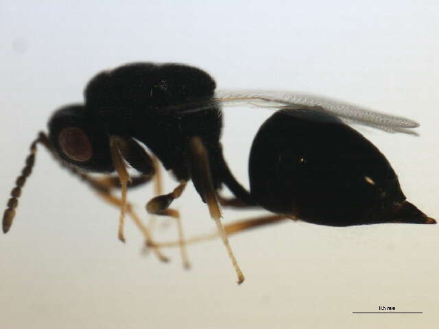 Image de Tenuipetiolus