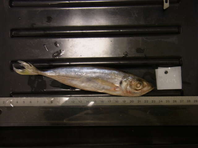 Image of Black Sea Horse Mackerel