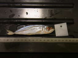 Image of Black Sea Horse Mackerel