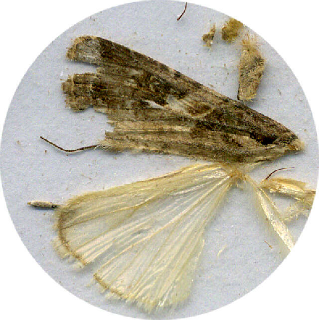 Image of Spodoptera frugiperda