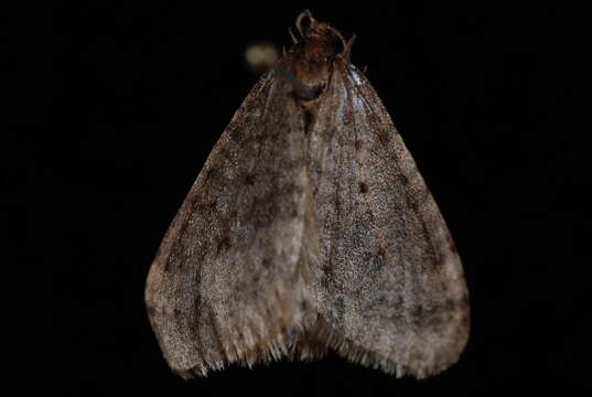 Image of winter moth