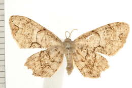 Image of <i>Callizzia amorata</i>