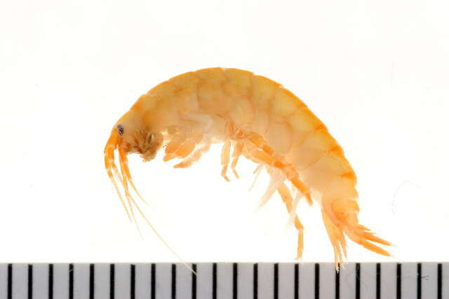 Image of Gammarus finmarchicus