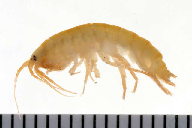 Image of Gammarus finmarchicus