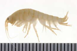 Image of Gammarus finmarchicus