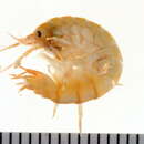 Image of Gammarus oceanicus