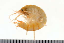 Image of Gammarus oceanicus