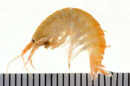 Image of Gammarus oceanicus